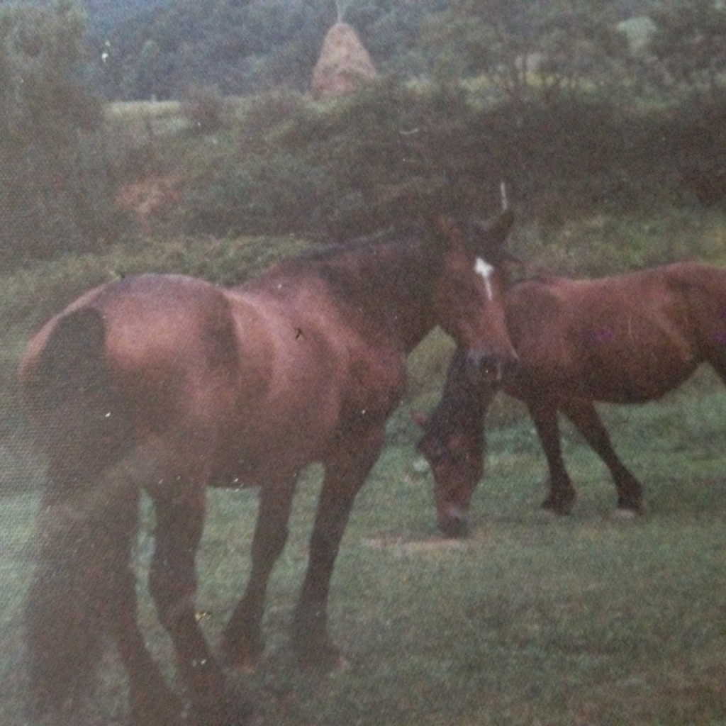 Hanatuskee, horses and old-time rick, 19--. Courtesy of Barbara Triplett.
