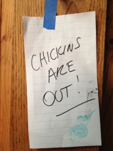 chickensRout